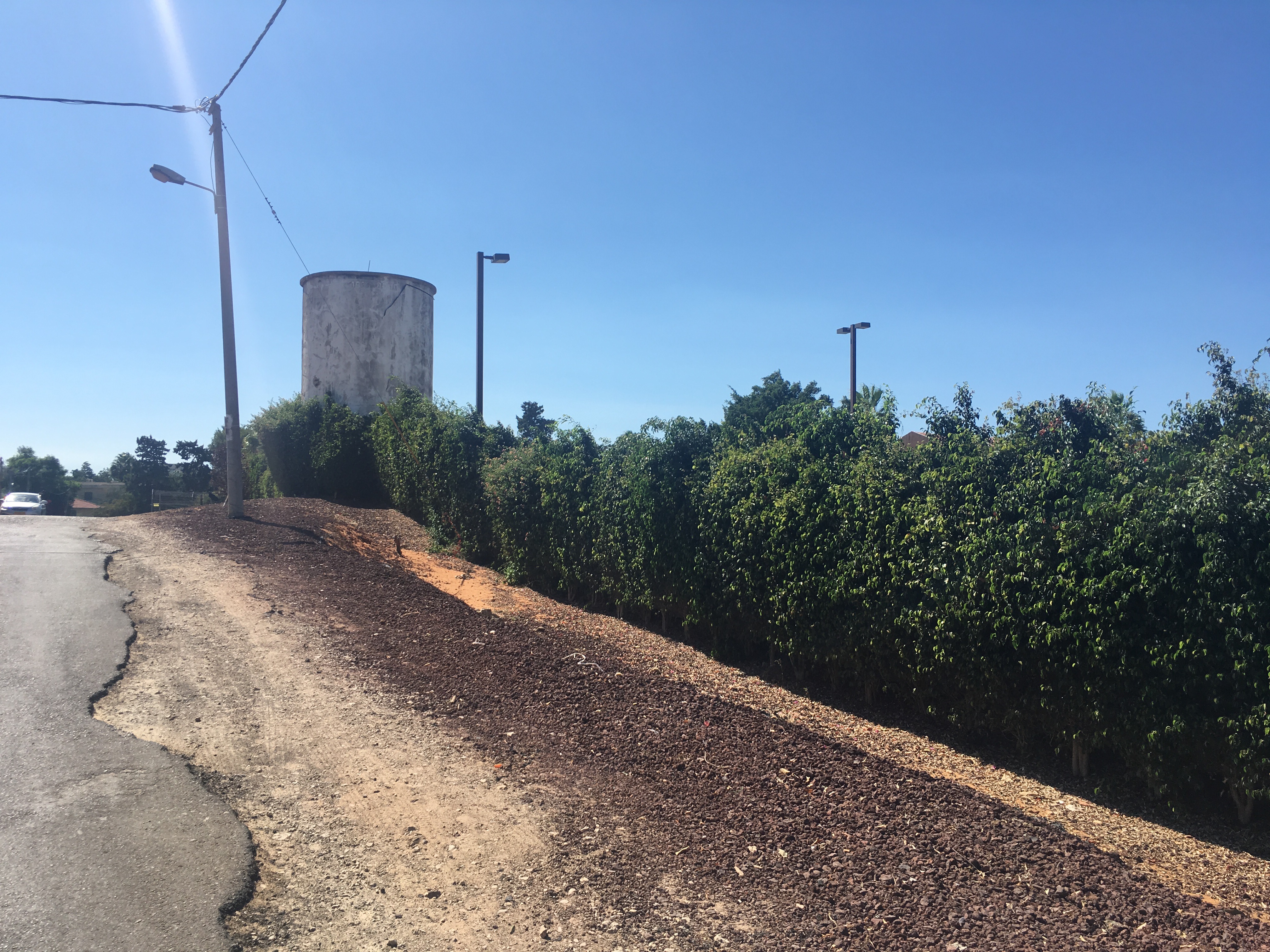 Only the Rustle in the Trees