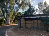 Eucalyptus with Dilapidation